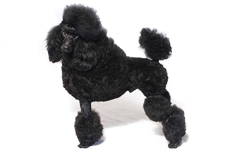 Toy poodle: Dog breed characteristics & care