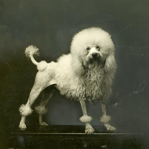 what are tall poodles called