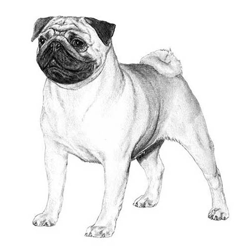 pug life expectancy breed