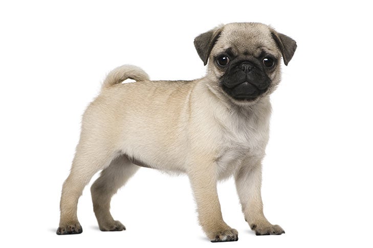 how much do pugs cost
