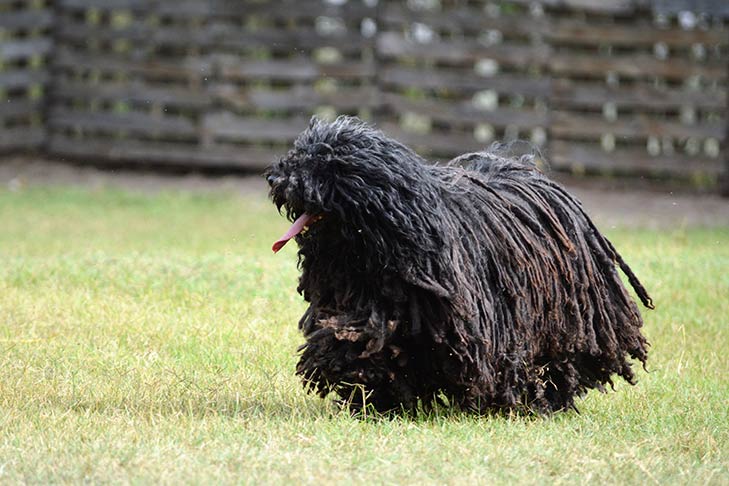 Mop Dogs: Know About This Rare Breed And How To Take Care Of Canine Breeds  With Tasseled, Coarse Coat