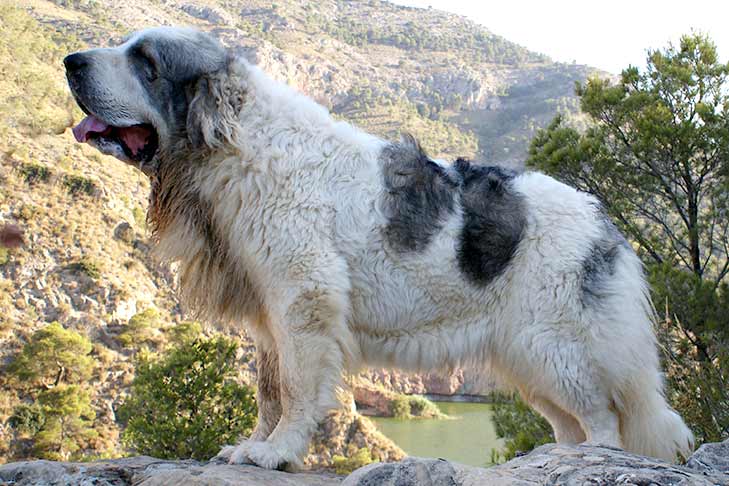 tibetan mastiff bite force