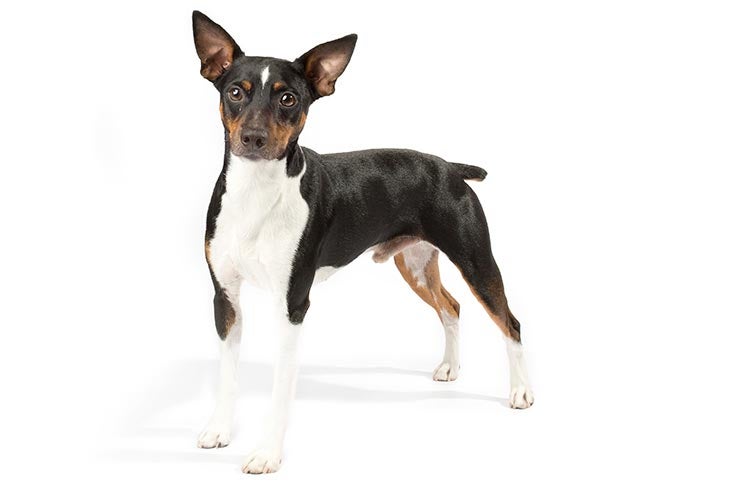 how big does a chihuahua rat terrier mix weigh