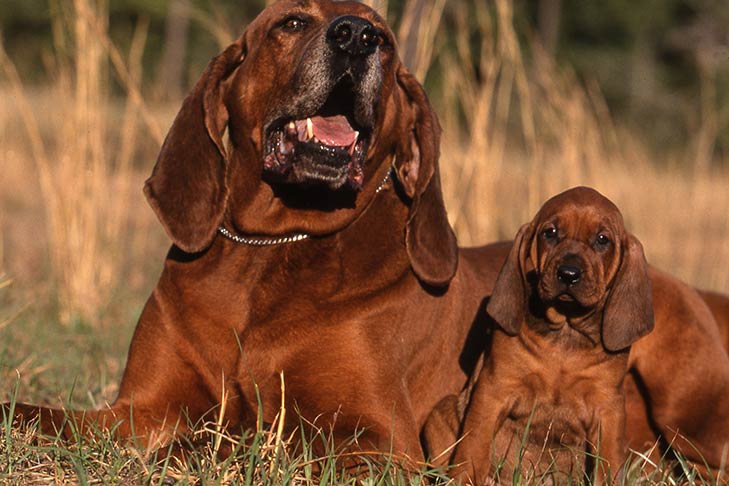 red coonhound puppies