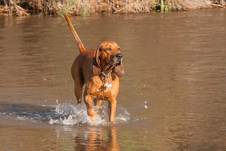 Redbone Coonhound wading through a river.