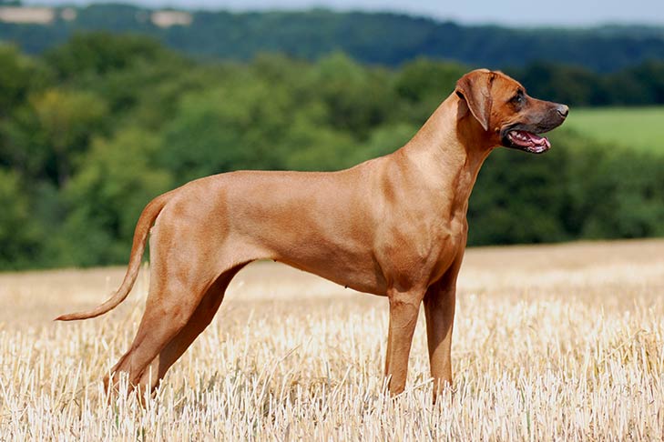 Army Læsbarhed Milliard The Rhodesian Ridgeback: 10 Facts About These South African Hounds