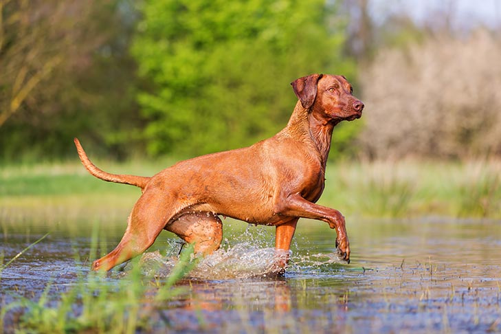 Rhodesian Ridgeback: 10 Facts About These South African Hounds