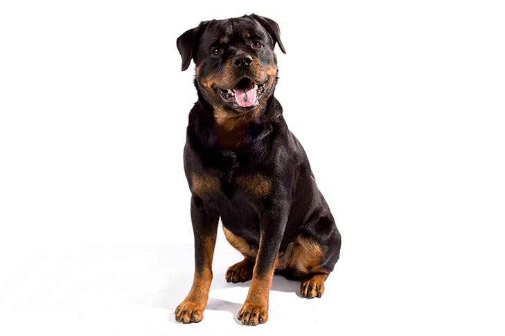 are rottweilers protective dogs