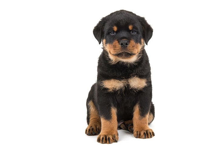 are rottweilers born all black