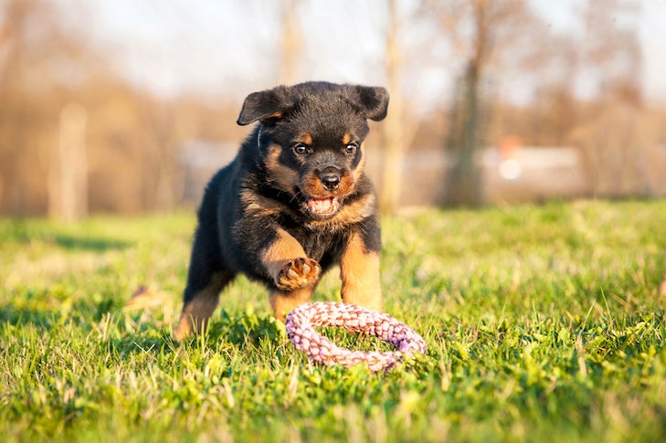 how much exercise do rottweiler puppies need? 2