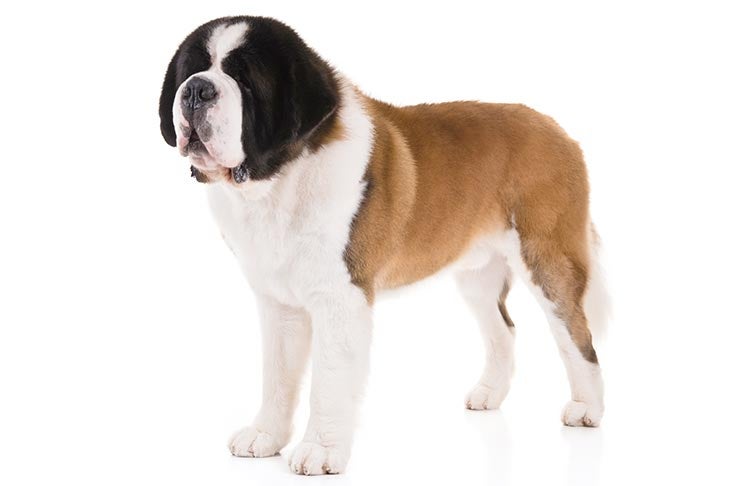 Did the St. Bernard dog breed originate from Italy or Switzerland