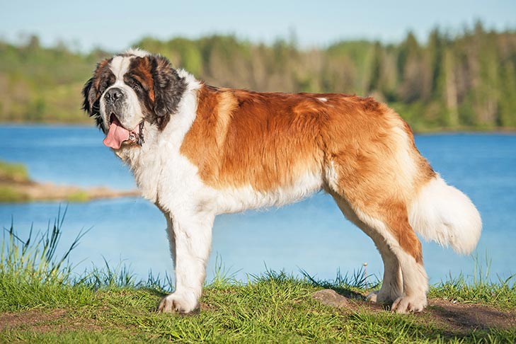 Most popular large dog breeds