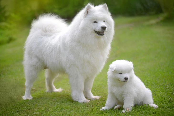 how much should i feed my samoyed puppy