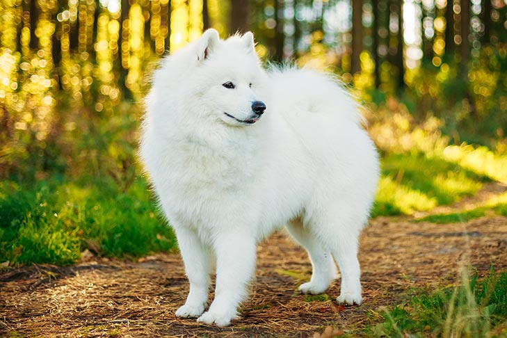 How a Samoyed Coat Helps Them Handle Heat and Cold