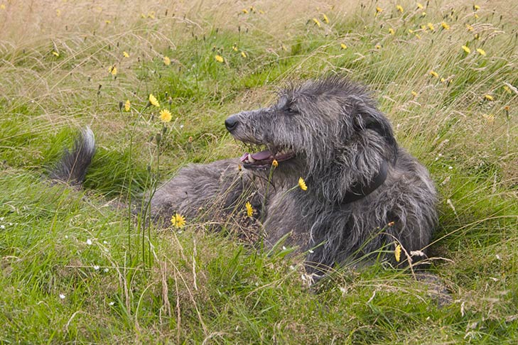 Scottish Deerhound laying in tall grasses.