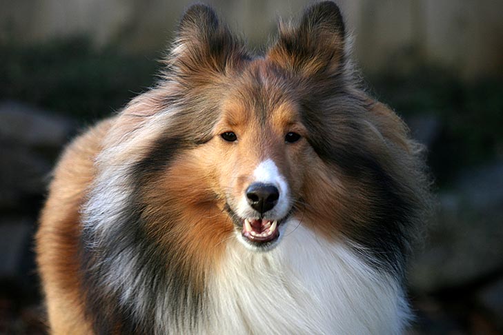 sheltie collie mix black and white