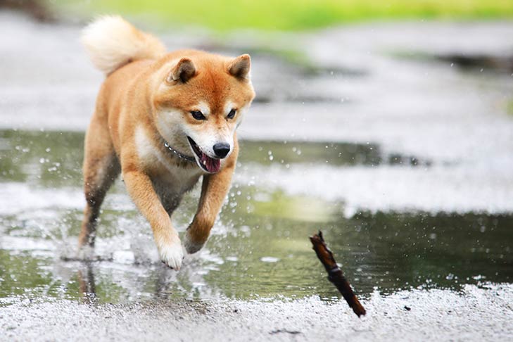 8 Things You Didn't Know About the Shiba Inu – American Kennel Club