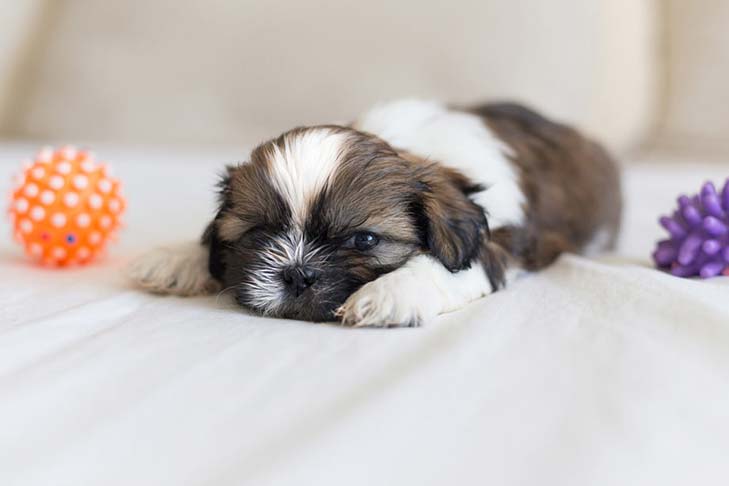Shih Tzu Puppies - toys & games - by owner - sale - craigslist