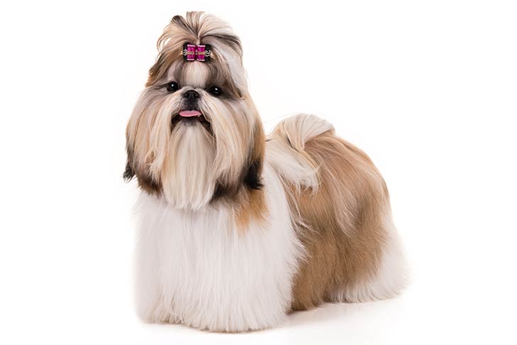 5 Things to Know About Shih Tzus - Petful