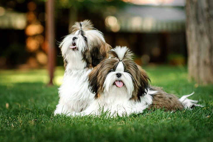 What Are The Best Toys For Shih Tzus?