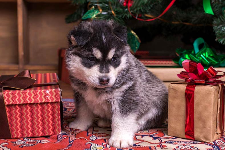 Holiday Gift Guide for Small Dogs 2016 – American Kennel Club