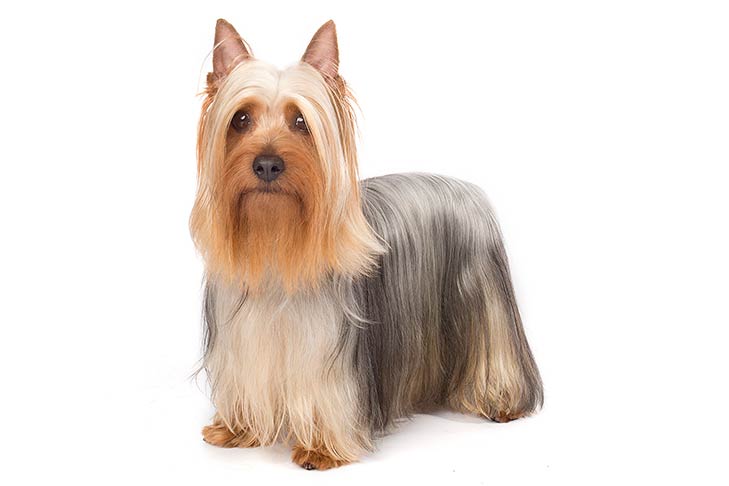 are silky terriers smart dogs