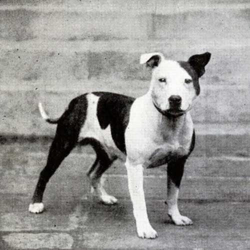 🐶 Staffordshire Bull Terrier - Dog Breed Information, Photo, Care, History  