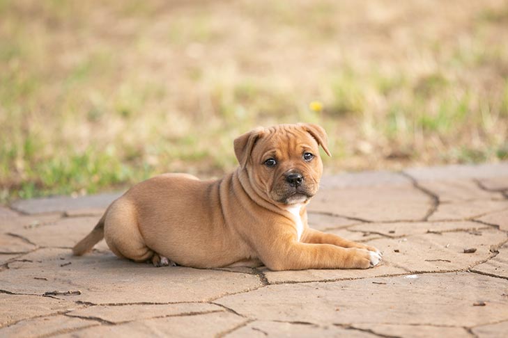 whats the best food for staffy puppies