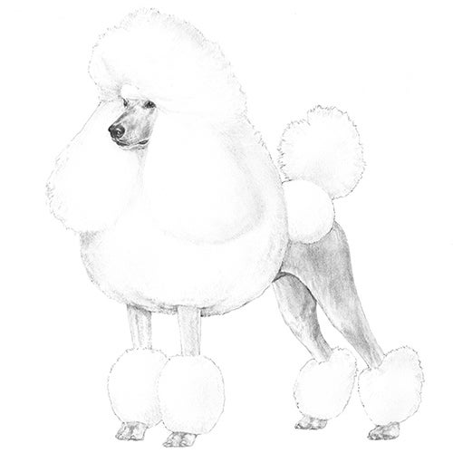 poodle drawing outline