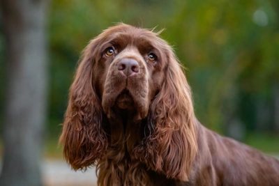 are sussex spaniels good dogs