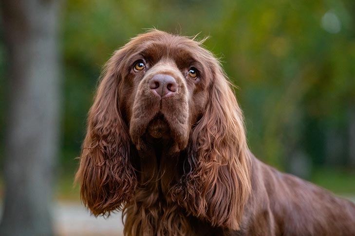 The American Kennel Club Celebrates 140 Years of All Things Dogs