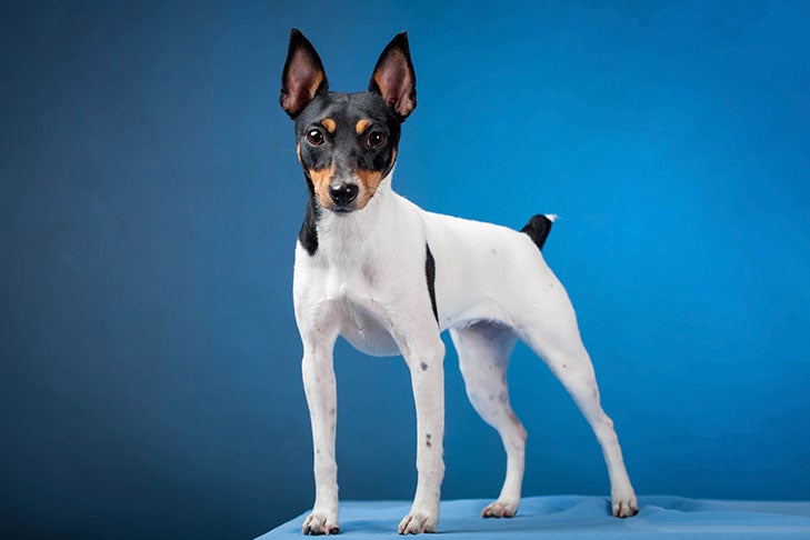 Toy Fox Terrier Breed Information