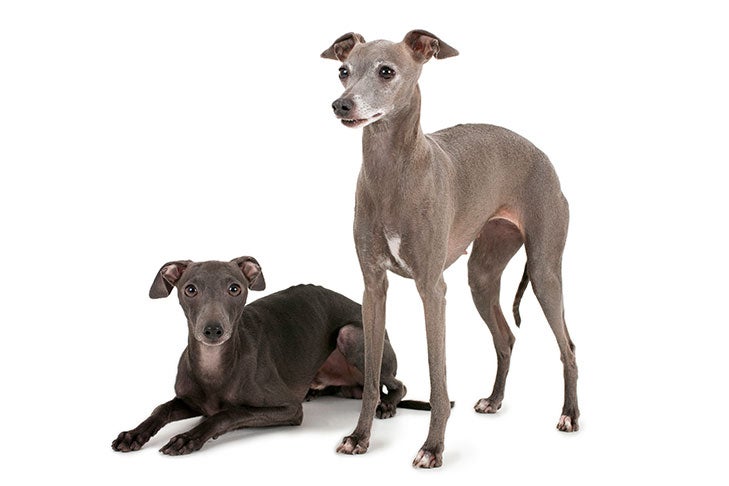 Two Italian Greyhounds 