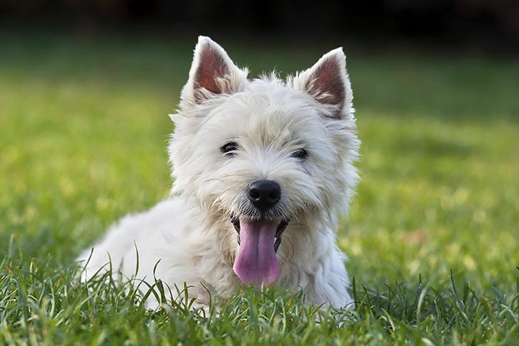 West Highland White Terrier Laying Down In The Grass 
