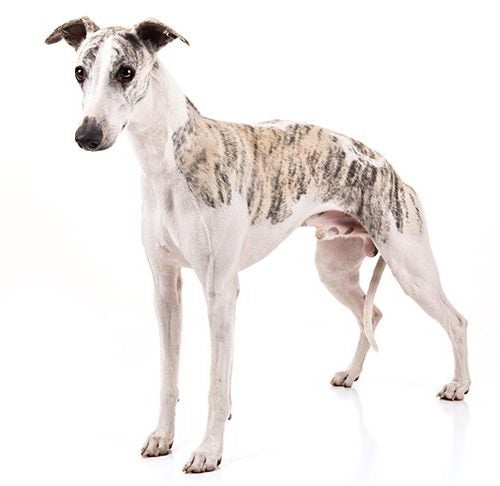 10 Fun Facts About the Whippet – American Club