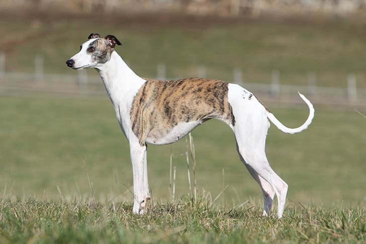 what is a sighthound dog