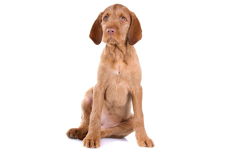 Wirehaired Vizsla Puppies For Sale 