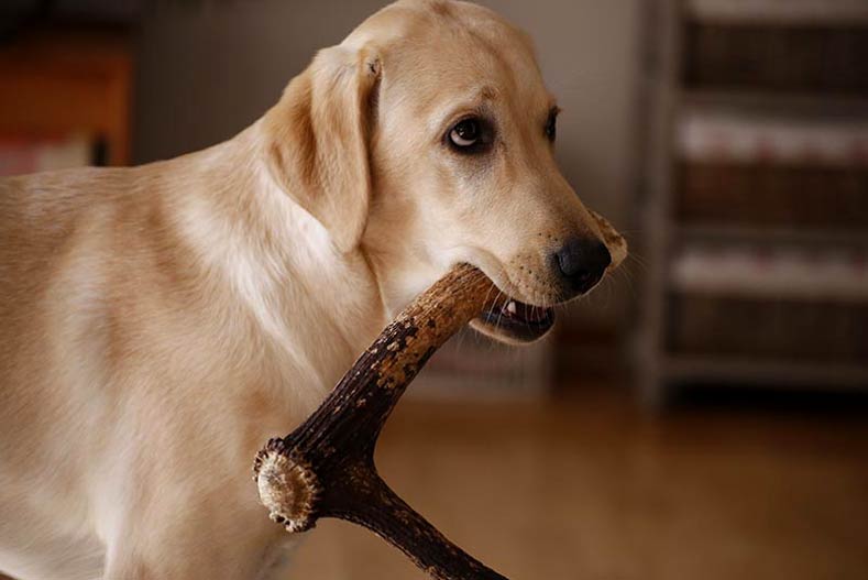are-antlers-safe-for-dogs-o-chew