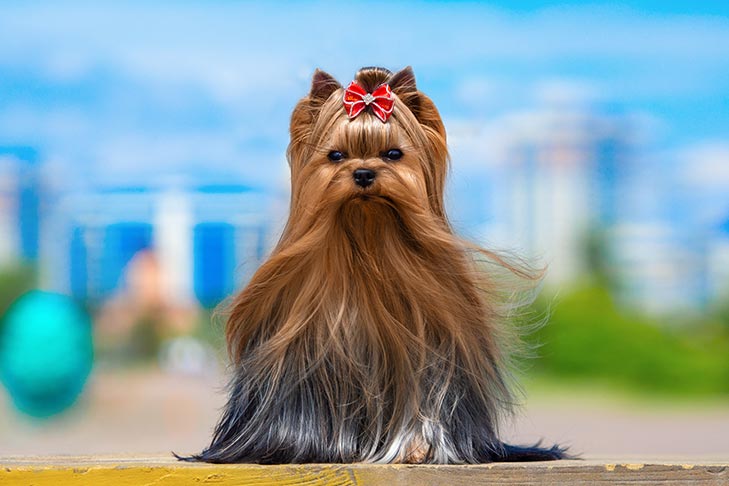 Yorkshire Terrier Standing Outdoors On A Sunny Day 