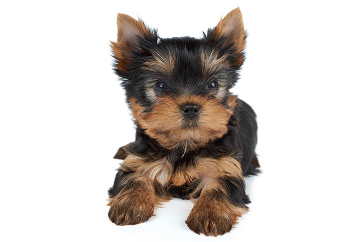 Yorkie Bichon Dog Breed Complete Guide - A-Z Animals