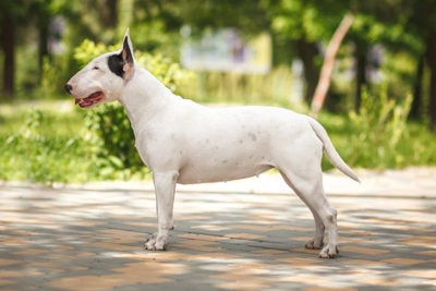 Bull Terrier Dog Breed Information