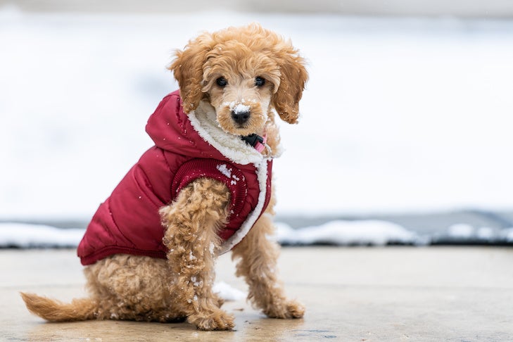 Does My Dog Need a Winter Coat?