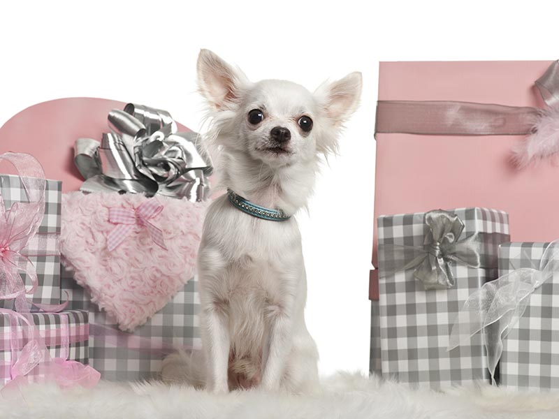 Gift Guide for Small Dogs: Best Holiday Presents – American Kennel