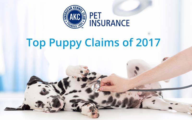 how do you claim dog insurance