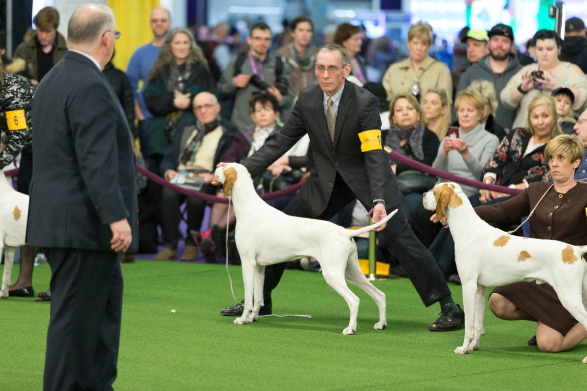 By the Numbers Westminster Dog Show Group Winners