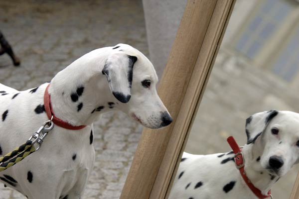 The Dog in the Mirror