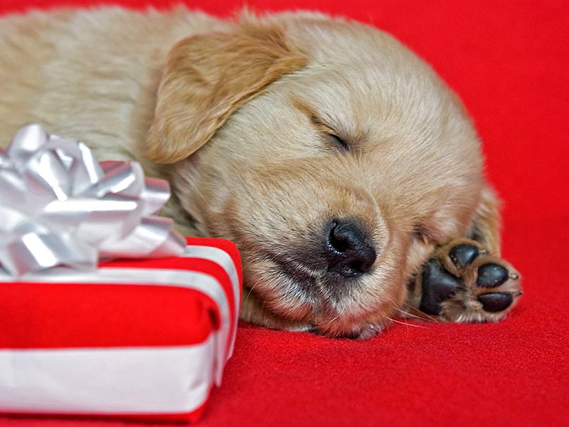 Puppy Presents! The Right Way to Gift a Pet - Raising Arizona Kids Magazine