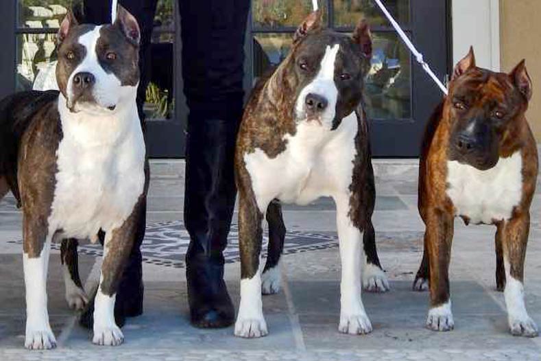More info on dog breeds - Part 1 - Bully Breeds.