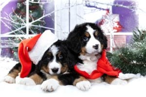 Christmas Puppies Bernese Mountain Dog