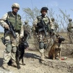 how many dogs are in the us military